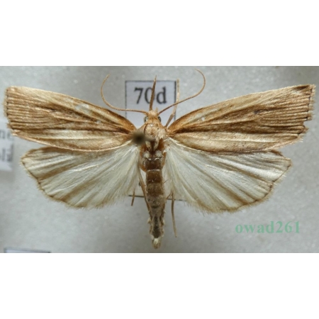 Chilo phragmitella (Hübner, 1810) Wachlarzyk trzciniaczek Czech70d